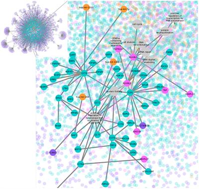 An Information Theoretical Multilayer Network Approach to Breast Cancer Transcriptional Regulation